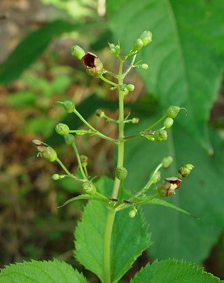 Figwort (Scrophularia marilandica)
