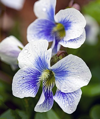 Violet Species (Viola spp.)