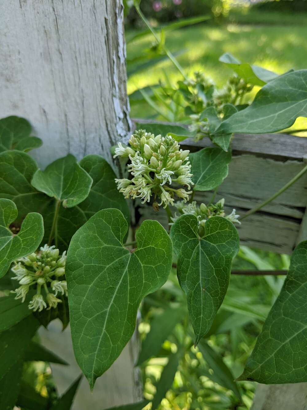 Honeyvine Milkweed (Cynanchum laeve)