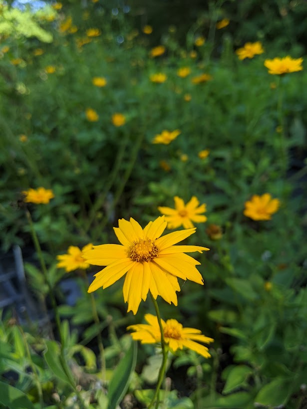 Starry Tickseed Coreopsis (Coreopsis pubescens)