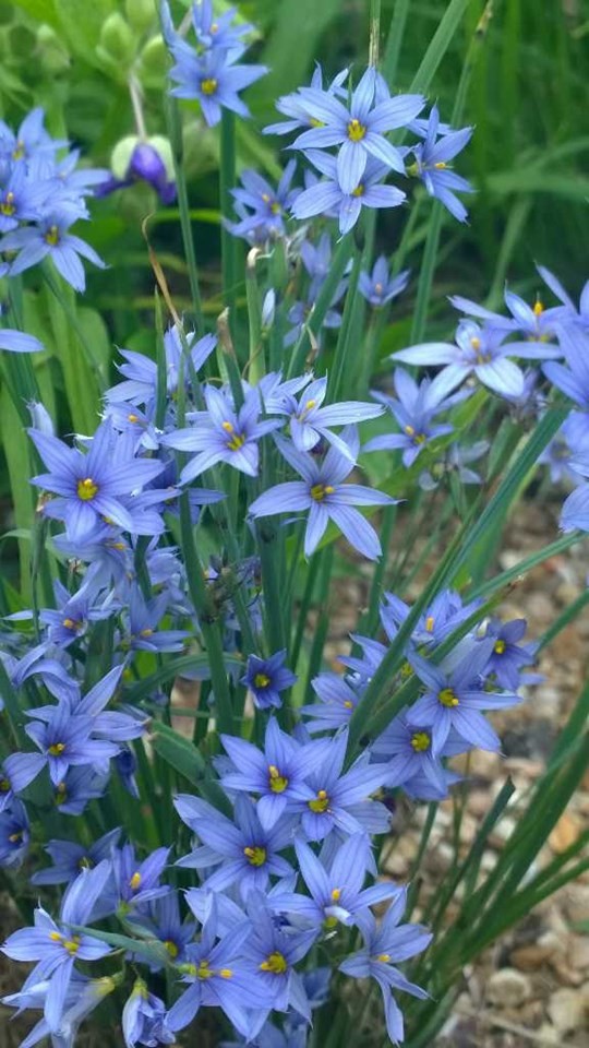 Blue Eye Grass (Sisyrinchium campestre)