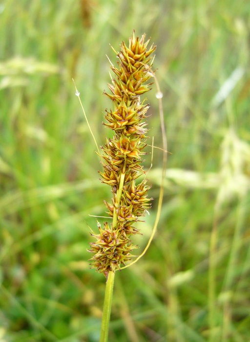 Yellow-Fruited Sedge (Carex annectans)