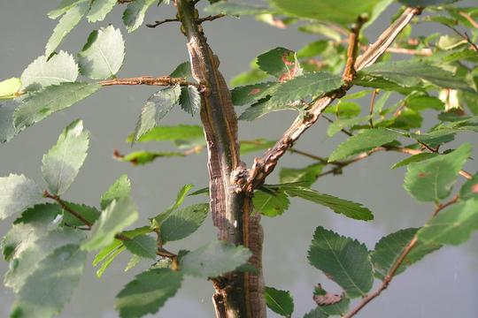 Winged Elm (Ulmus alata)