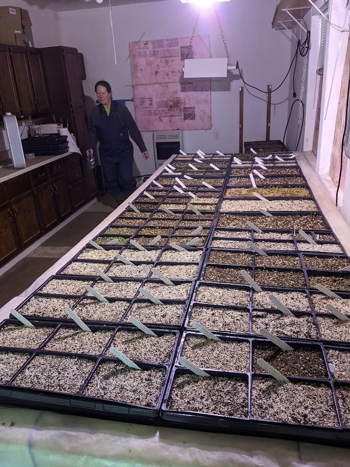 Jenny Starting Seedling Trays Up in January